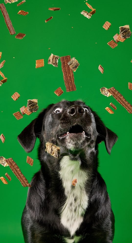Close-up of premium kibble blend with meat and vegetables, styled for a pet food packaging shoot
