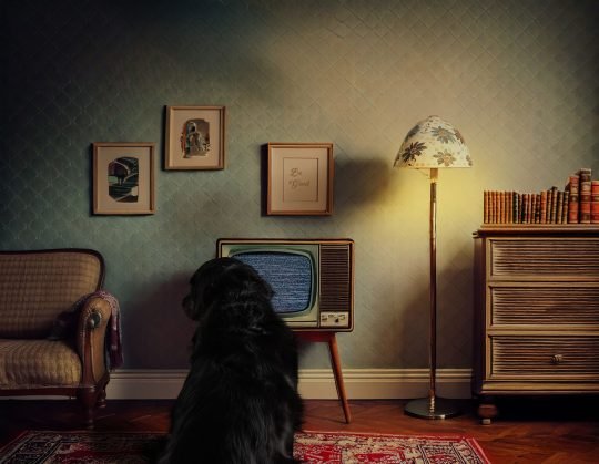 A dog sitting alone in a 1970s-style living room, bathed in nostalgic, moody light, evoking a sense of quiet waiting