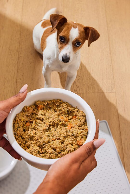 Photography of Dog owner feeding dog food