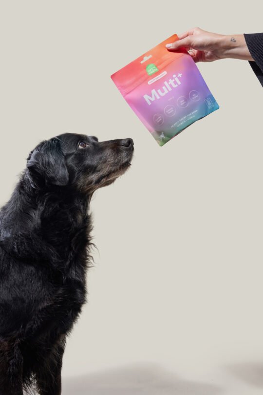 Photoshoot of dog looking at the treat and supplements's dog. Hand holding the product. Product photoshoot of dog supplements