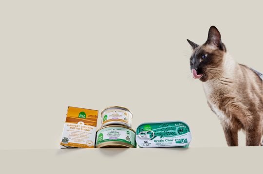 Bowl of high-protein dry dog food on a wooden surface, photographed for a Toronto pet brand