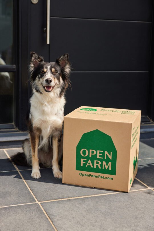 Product shoot with dog food